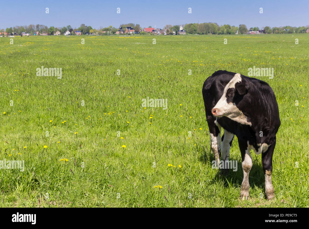 Schwarz-weiß niederländischen Holstein Kuh auf einer Wiese Stockfoto