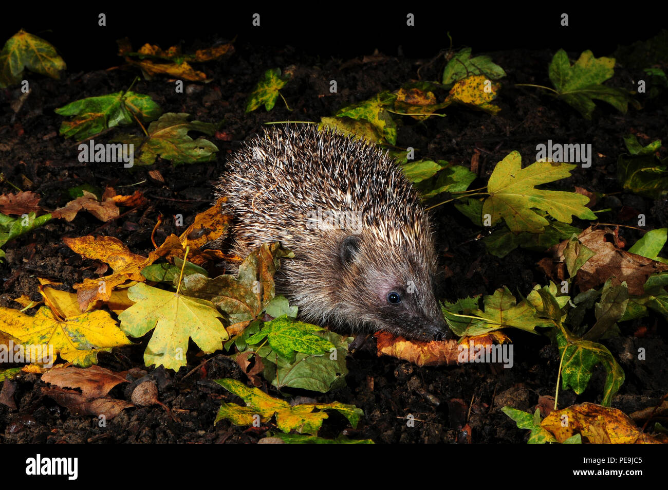 Igel Nest Stockfotos und bilder Kaufen Alamy