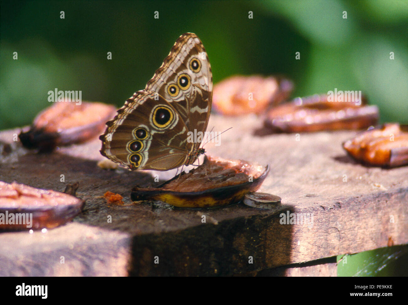 Schmetterlingsgarten, Villa Lapas auf dem Rio Tarcoles, Costa Rica. Foto Stockfoto