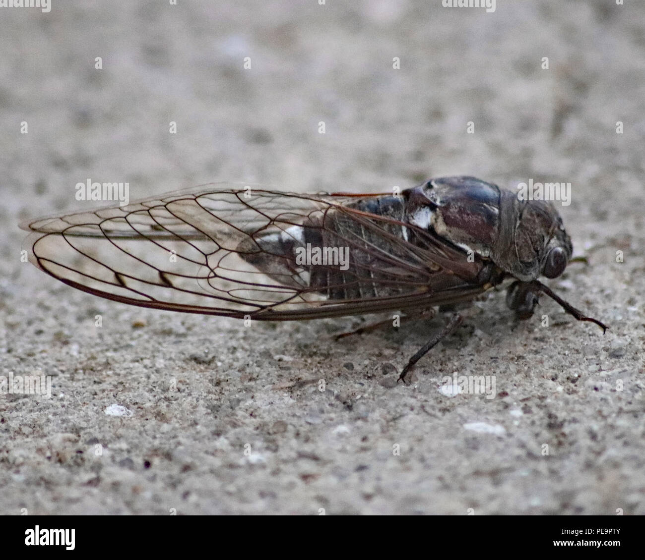 Die große Zikade bug (Cicadoidea) macht es Brummen nachts laut Raubtiere zu vermeiden. Stockfoto