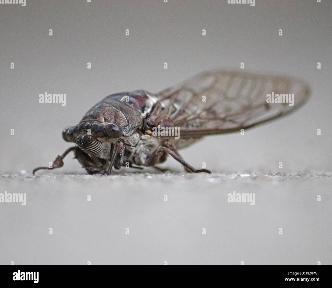 Makro einer Zikade Bug auf Fahrbahn am frühen Morgen in Florida Stockfoto