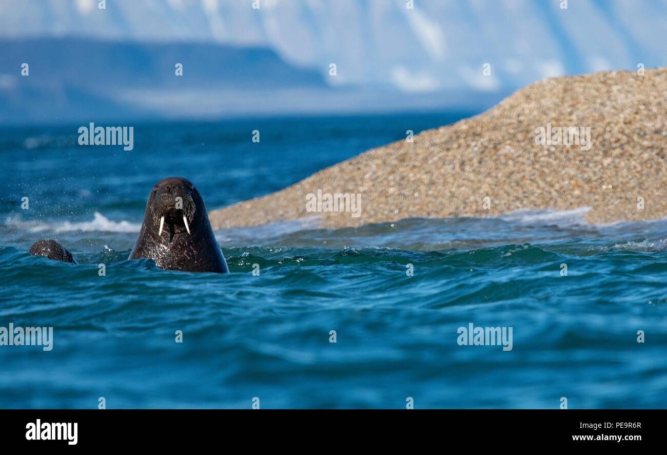 Walross kommt das zodiak Boot schwimmen von Land und im arktischen Meer um Erscheinen zu untersuchen Stockfoto