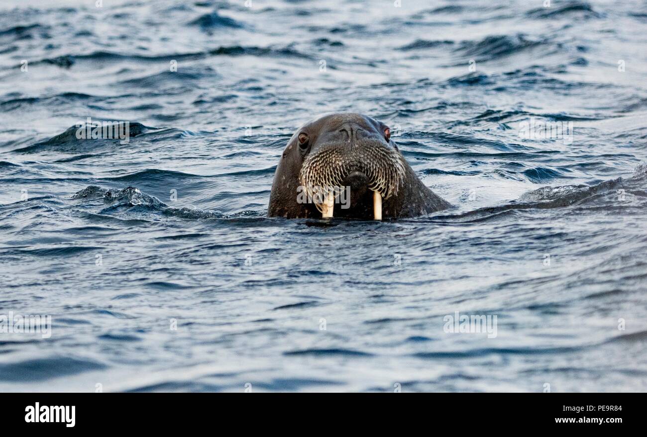 Walross kommt das zodiak Boot schwimmen von Land und im arktischen Meer um Erscheinen zu untersuchen Stockfoto