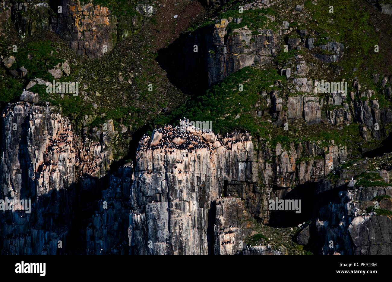 Dreizehenmöwen über die Klippe zu Tausenden in Alkefjellet Svalbard Stockfoto