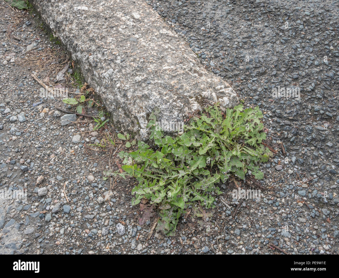 Unkraut, das aus Straßenbelägen oder Straßenpflastersteinen wächst, bricht in städtischer Umgebung auf. Metapher Weedkiller Roundup / Glyphosat, Pflanzen wachsen in Rissen. Stockfoto