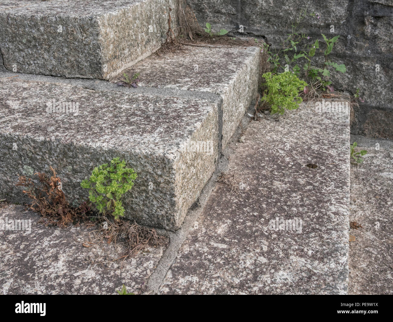 Unkraut (unidentifizierte Euphorbia), der Risse in der städtischen Umgebung. Metapher für das Herbizid Roundup/Glyphosat. Stockfoto