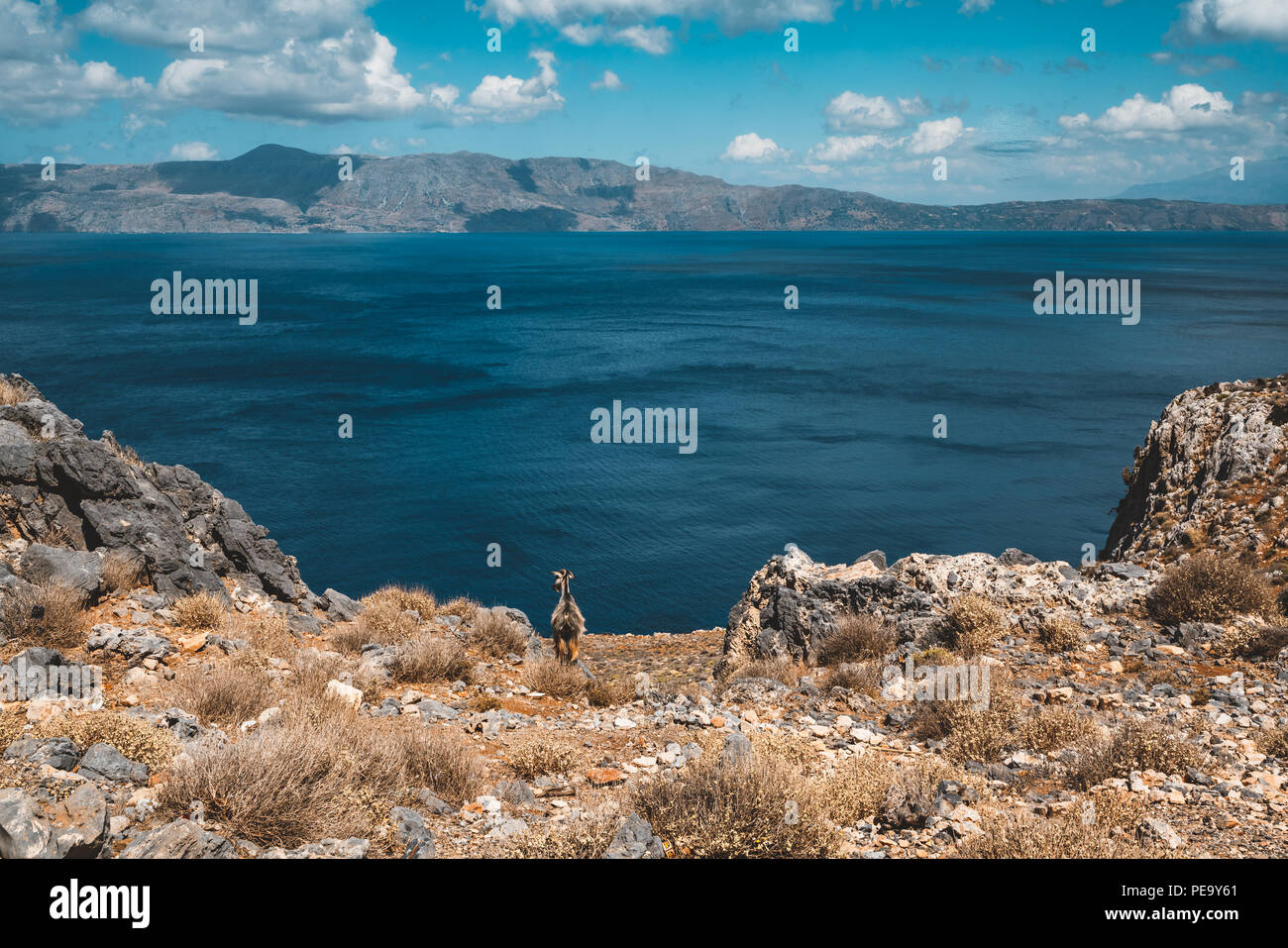 Neugierige Ziegen. Ziegen typisch für Mittelmeer Region mit Blick auf das Meer und die Insel im Hintergrund. Bild auf der griechischen Insel Kreta, bekannt für seine cl Stockfoto