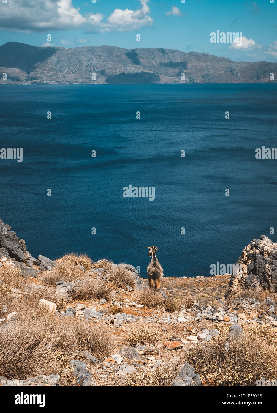 Neugierige Ziegen. Ziegen typisch für Mittelmeer Region mit Blick auf das Meer und die Insel im Hintergrund. Bild auf der griechischen Insel Kreta, bekannt für seine cl Stockfoto