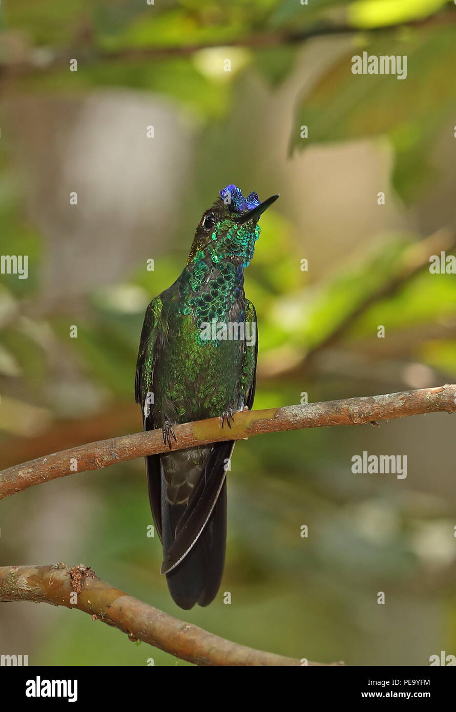 Violett-fronted Brillant (Heliodoxa leadbeateri sagitta) erwachsenen männlichen auf Zweig Copalinga Lodge, Zamora, Ecuador Februar gehockt Stockfoto