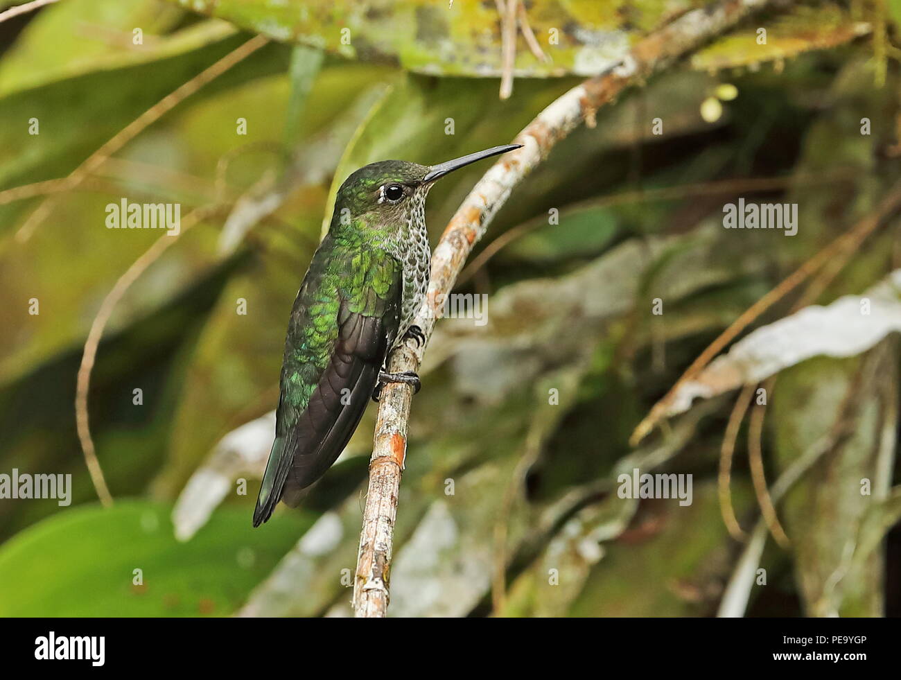 Violett-fronted Brillant (Heliodoxa leadbeateri sagitta) erwachsenen Weibchen auf Zweig Copalinga Lodge, Zamora, Ecuador Februar gehockt Stockfoto