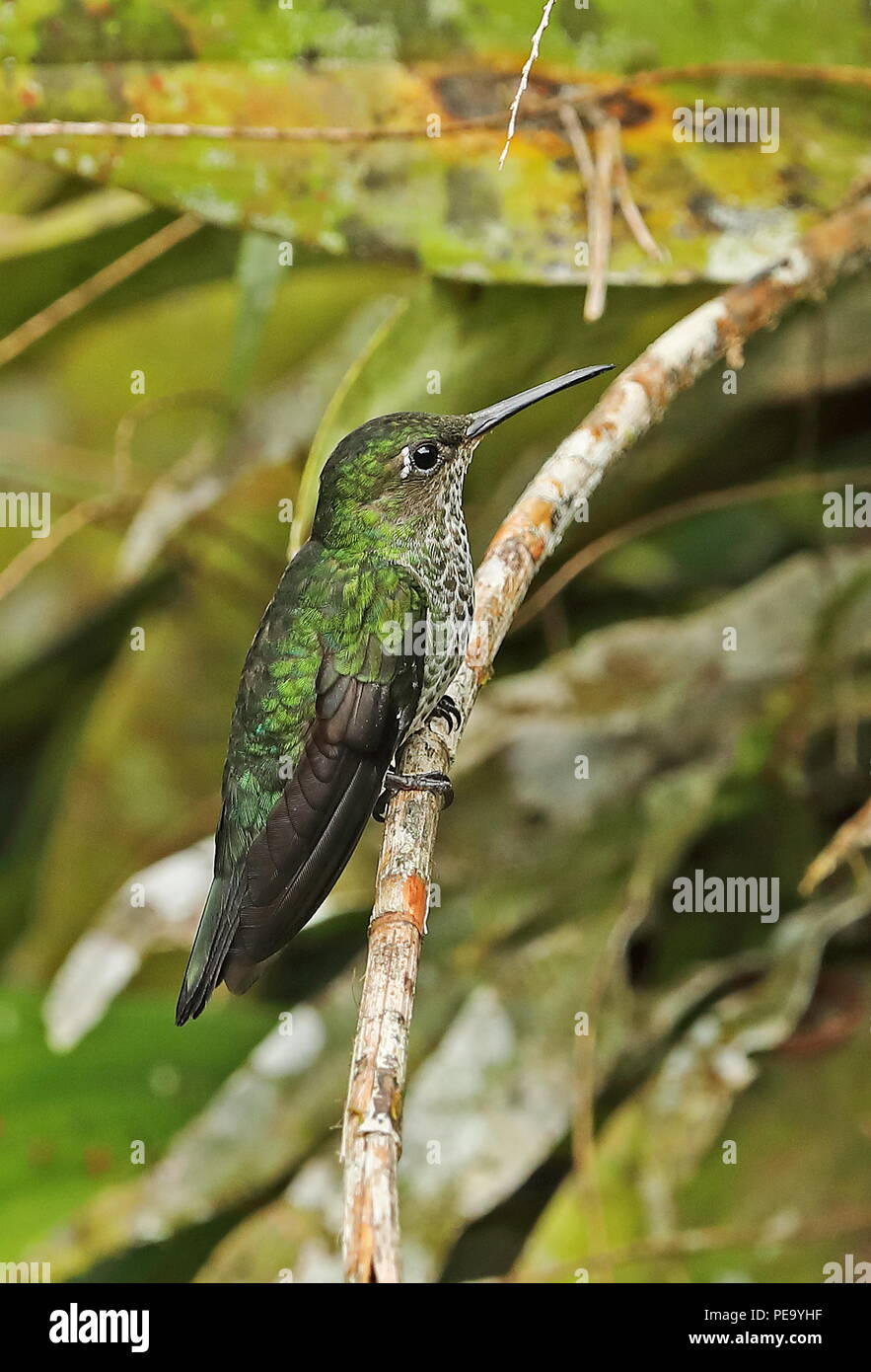 Violett-fronted Brillant (Heliodoxa leadbeateri sagitta) erwachsenen Weibchen auf Zweig Copalinga Lodge, Zamora, Ecuador Februar gehockt Stockfoto