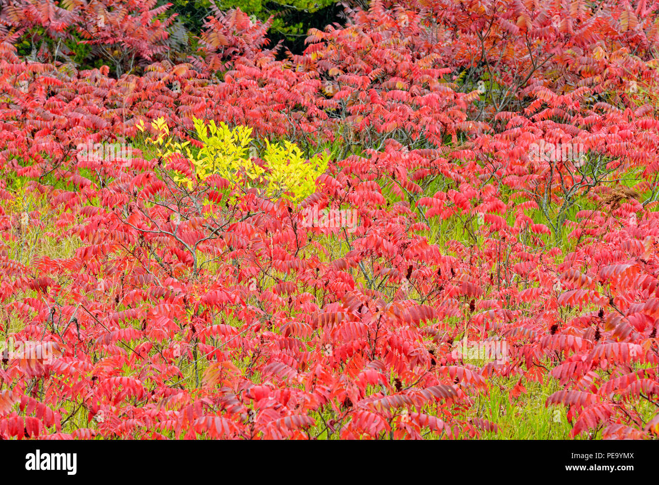 Herbst staghorn Sumac (Rhus typhina) und Eschen, Cass Lake, Minnesota, USA Stockfoto Herbst staghorn Sumac (Rhus typhina) und Eschen, Cass Lake, Minnesota, USA Stockfoto