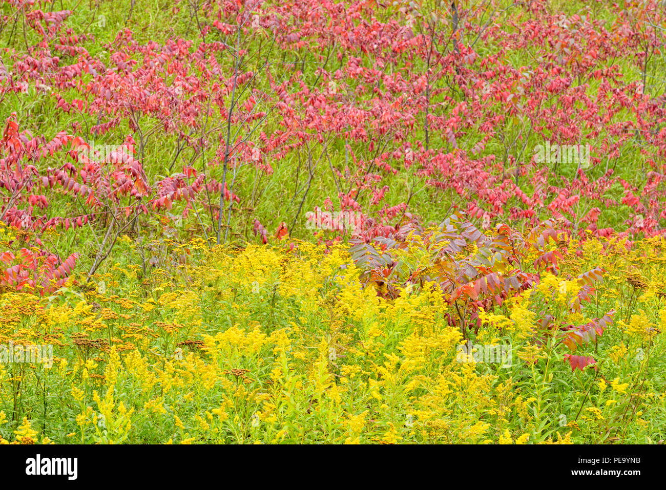 Herbst staghorn Sumac (Rhus typhina) und Goldrute, Duluth, Minnesota, USA Stockfoto