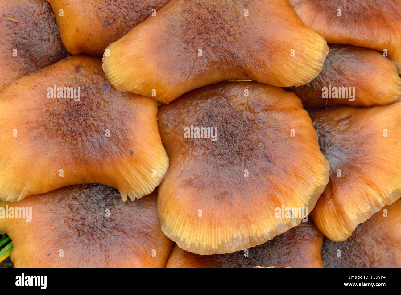 Honig Pilz (Armillaria spp) Fruchtkörper, mit Zittern, Populus tremuloides Aspen, gefallenen Blatt, grössere Sudbury, Ontario, Kanada Stockfoto