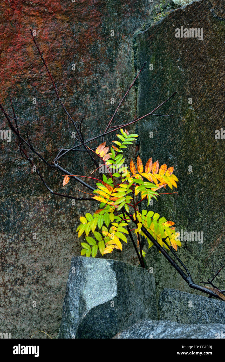 Auffällige Eberesche (Sorbus decora), Greater Sudbury, Ontario, Kanada Stockfoto