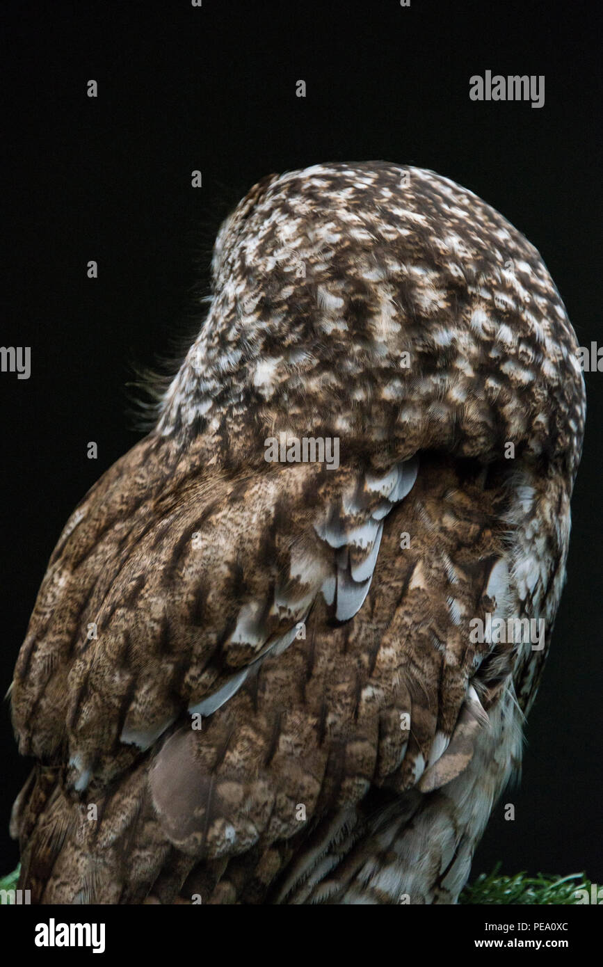 Ein Waldkauz (Strix aluco) an der Schottischen Eule Center Stockfoto