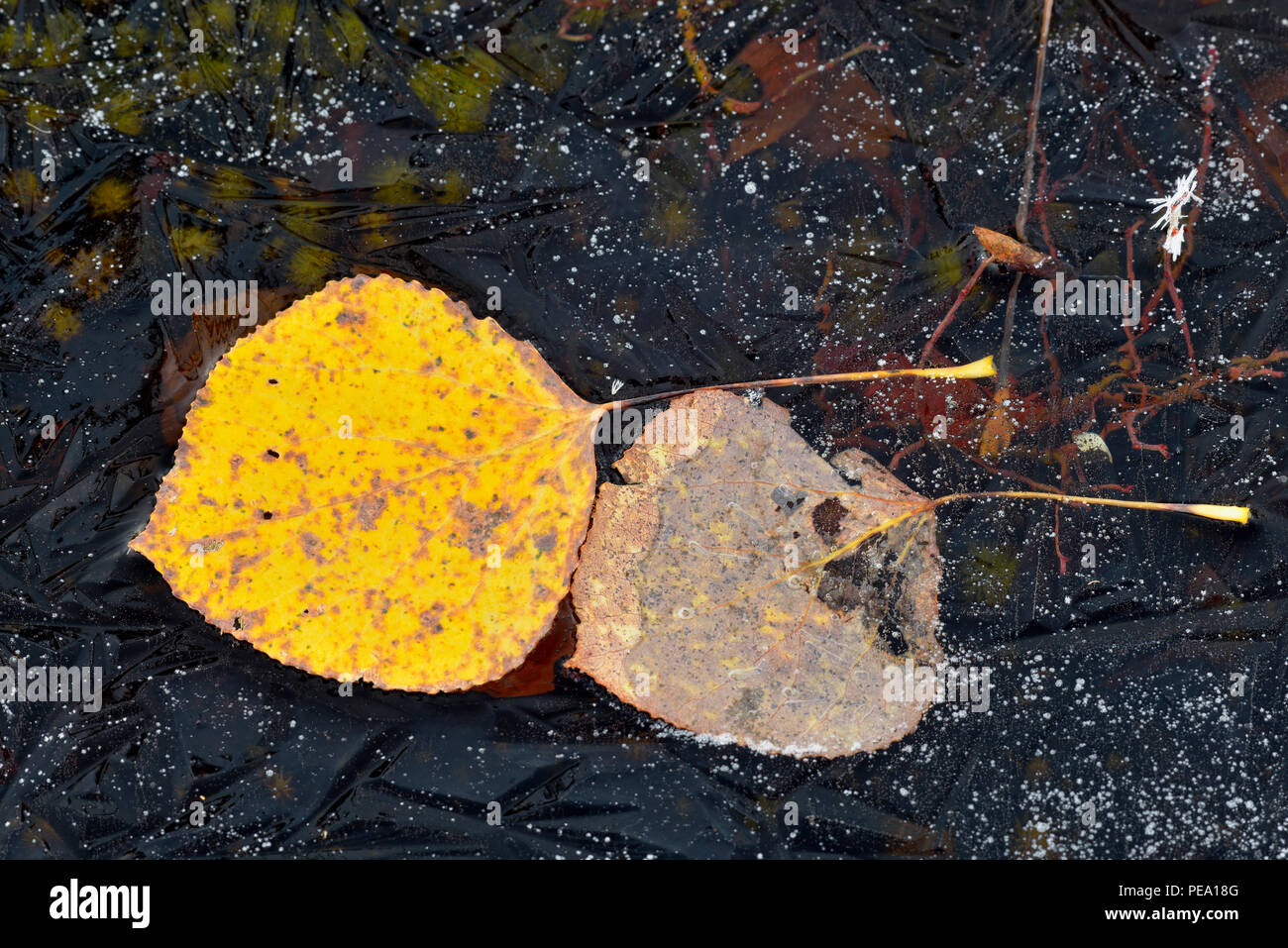 Aspen Blätter eingebettet in einem gefrorenen Pfütze, Greater Sudbury, Ontario, Kanada Stockfoto