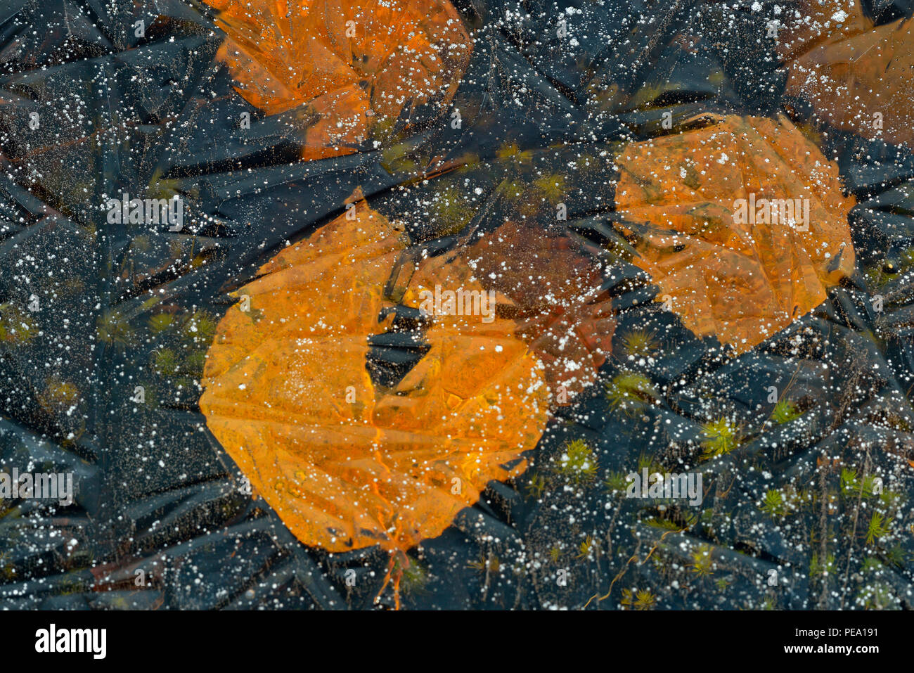 Aspen Blätter eingebettet in einem gefrorenen Pfütze, Greater Sudbury, Ontario, Kanada Stockfoto