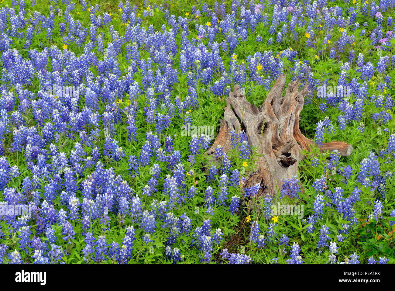 Texas bluebonnet (Lupinus subcarnosus), Burnett County, Texas, USA Stockfoto