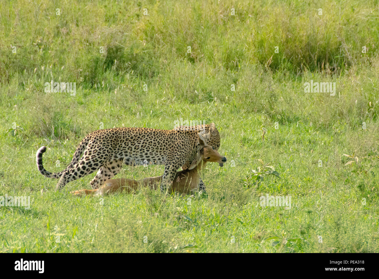 Ein Leopard mit Kriechen eine Gazelle in die Ebenen der Serengeti, Tansania Stockfoto