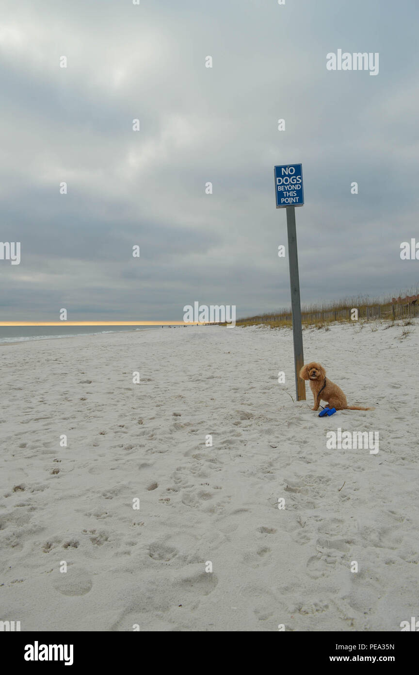 Gehorsam Cockapoo inländischen Hund sitzt, wartend auf weißer Sand bedeckt Bewölkt Winter Tag Hund Park Boundary Keine Hunde erlaubt Zeichen Wasser in Horizon Stockfoto
