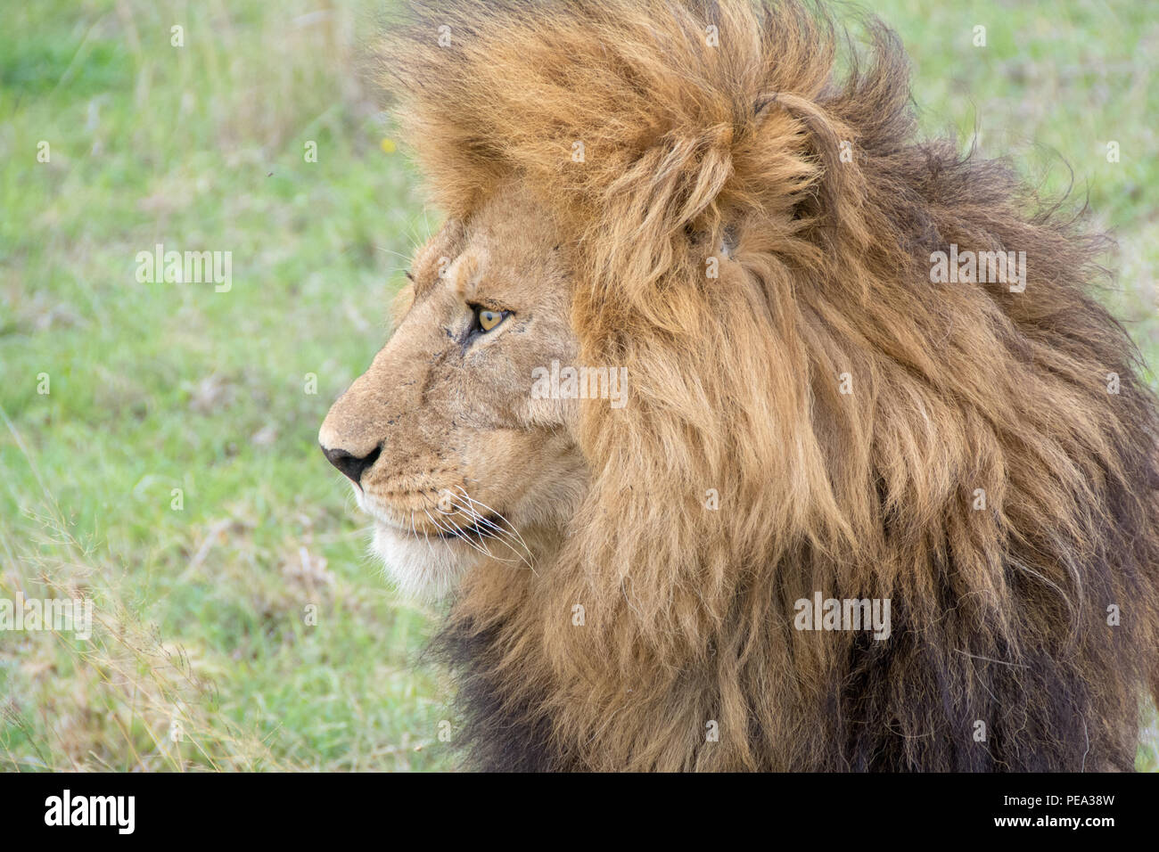 Ein männlicher Löwe sein Territorium zu schützen. Stockfoto