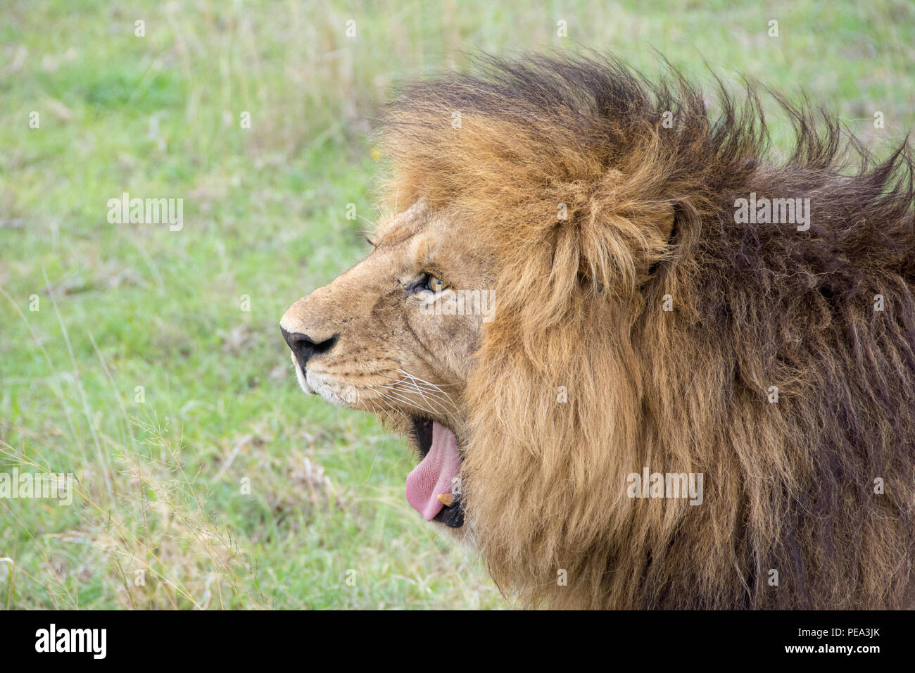 Ein männlicher Löwe gähnen Stockfoto