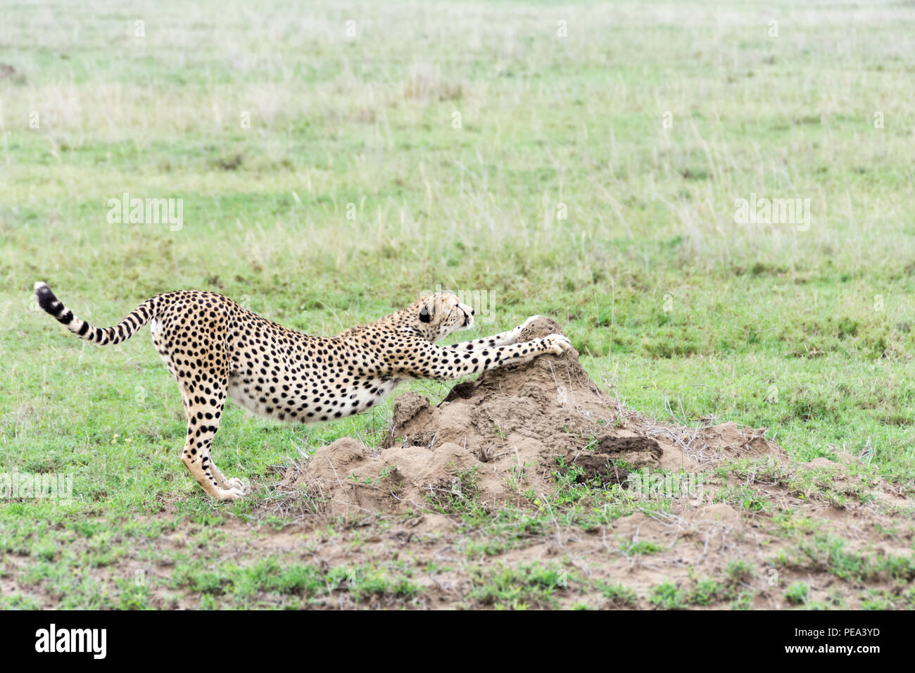 Ein Gepard Dehnen in den Ebenen der Serengeti National Park, Tansania Stockfoto
