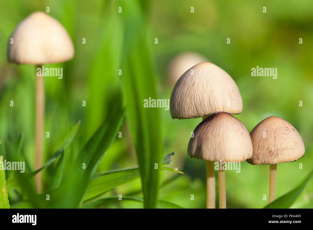 Kleine Pilze wachsen in Wald in England. Stockfoto