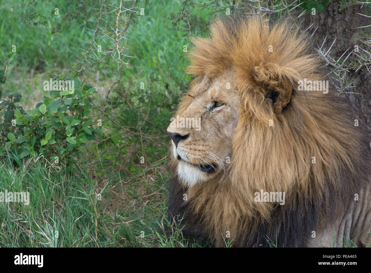 Ein männlicher Löwe sein Territorium im Serengeti National Park, Tansania Schutz Stockfoto