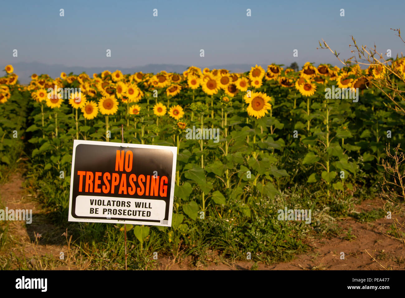 Kein Übertreten Zeichen vor der Sonnenblumen im Sommer Stockfoto
