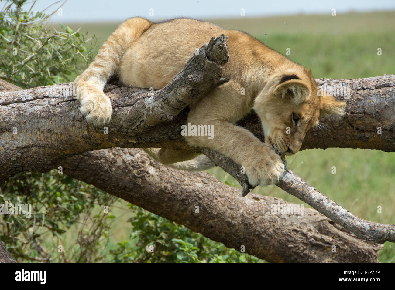 Eine junge Cub auf einen Baum in der Serengeti National Park, Tansania Stockfoto