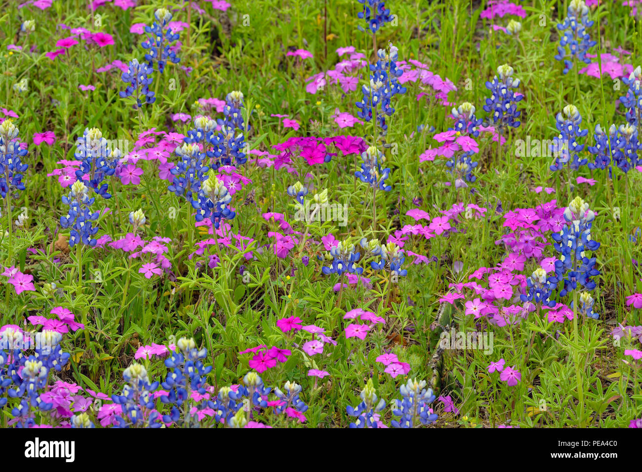 Blühende Texas bluebonnet (Lupinus subcarnosus) und Phlox, Türkei Bend LCRA, Marble Falls, Texas, USA Stockfoto