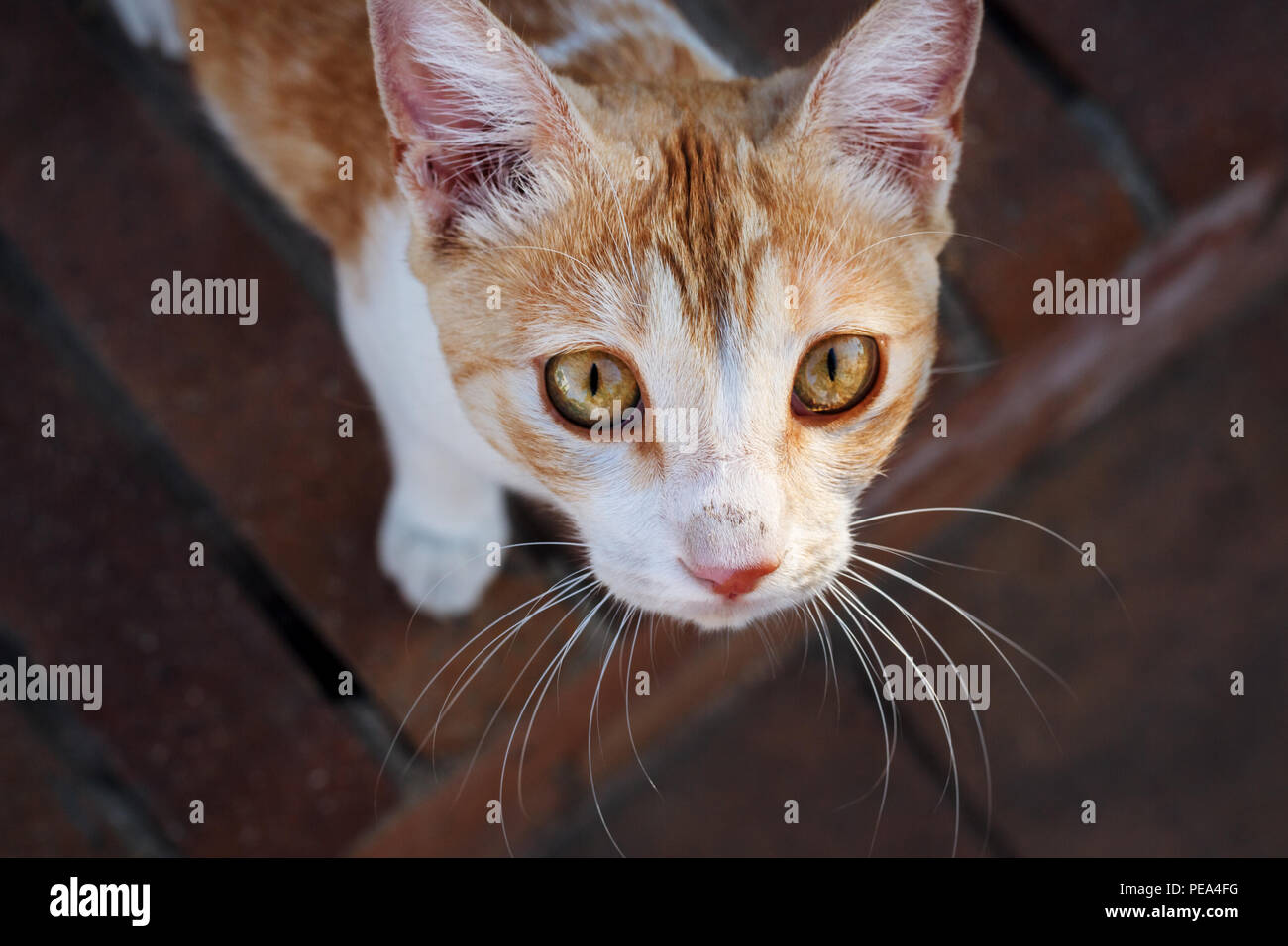 Portrait von Armen roten heimatlose Katze mit traurigen gelbe Augen. Einsam, in der Hoffnung auf Zuflucht suchen. Stockfoto