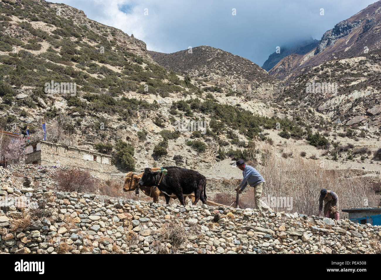 Manang Dorf im Himalaya, Nepal -05.04.2018: ein Mann und eine Frau das pflügen ein Feld mit zwei Buffalo 5. April 2018 in dem Bergdorf Manang i Stockfoto