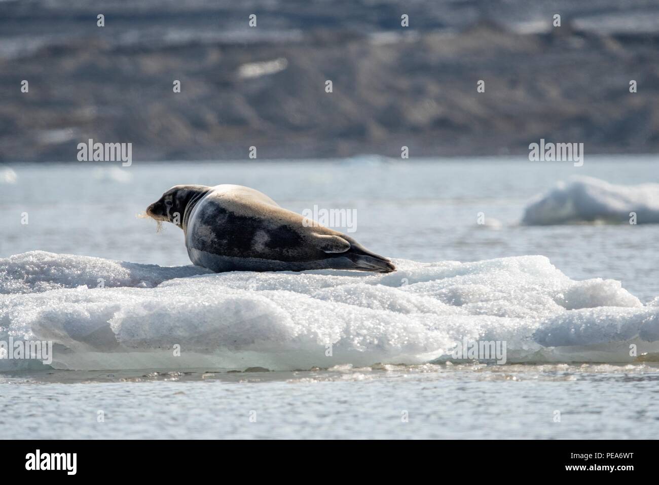 Bärtige Dichtung Festlegung auf dem Eis vor einem Gletscher, in Spitzbergen Norwegen Stockfoto