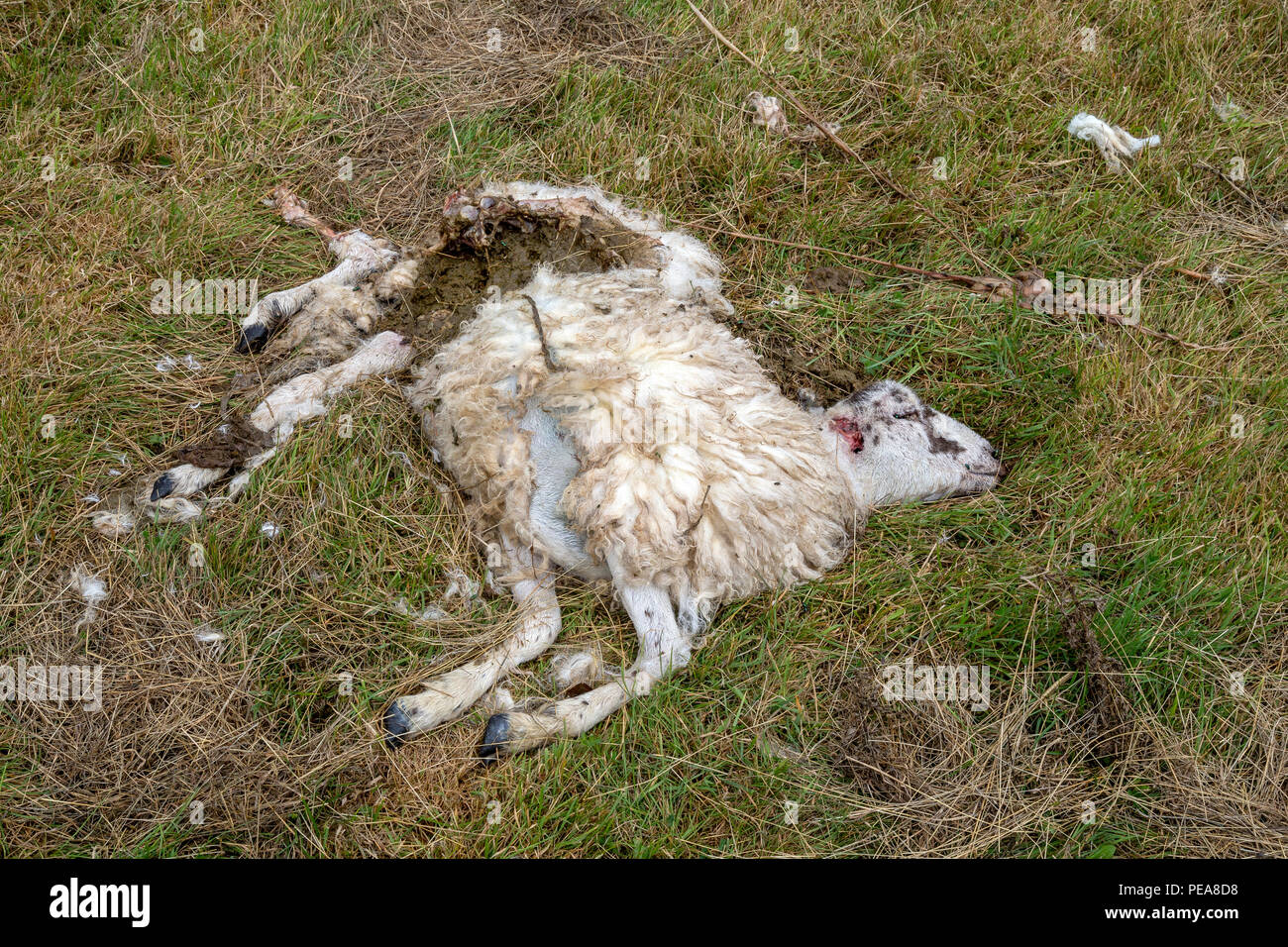 Tote Schafe, Rückseite, Ansicht von hinten, Tier zurück, Tod, verstört, Landwirtschaft, Tier, tier, tiere, tier, Tier Glied, Stockfoto
