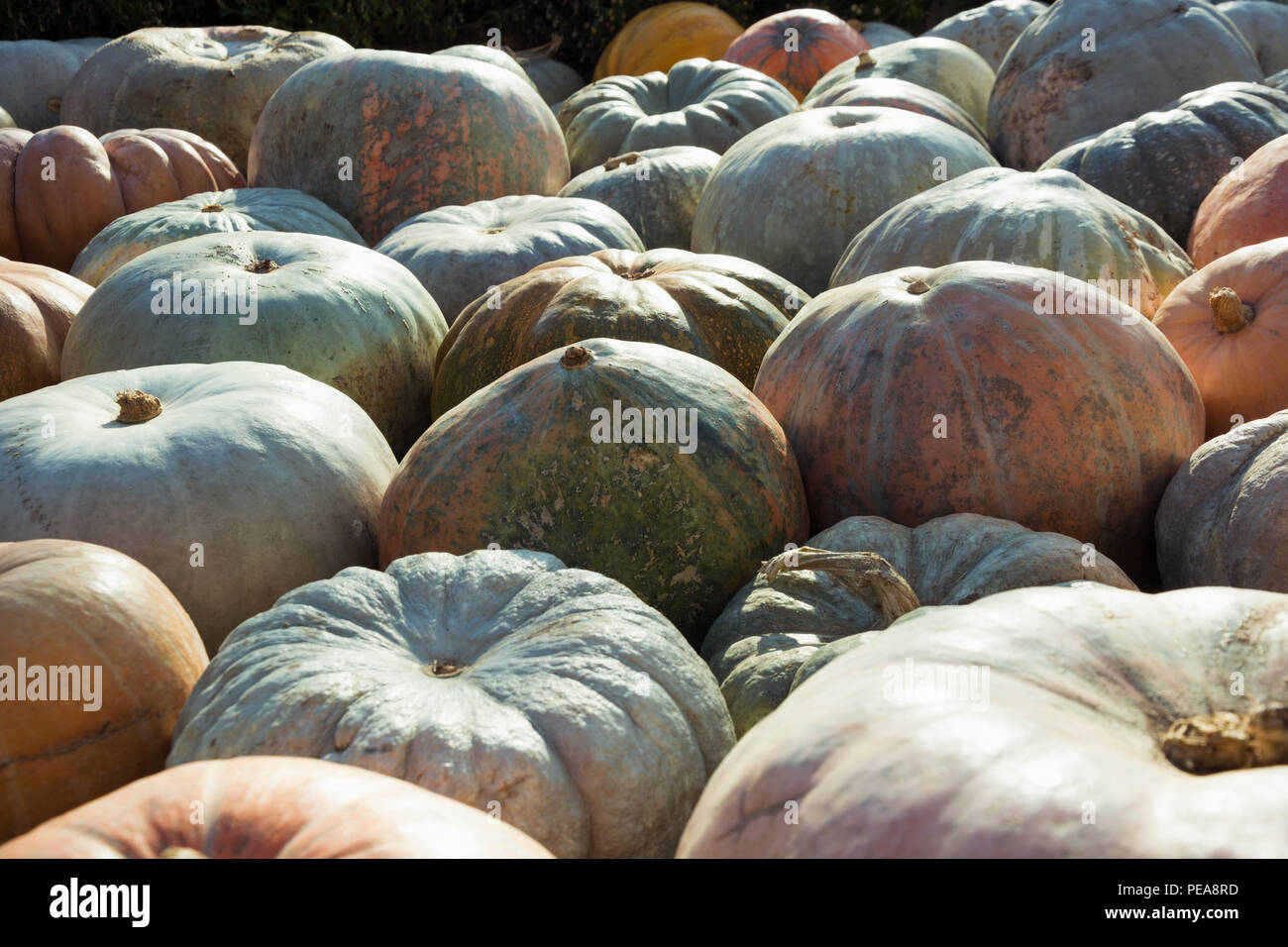 Viel Kürbis. Muster fallen. Farmers Market. Stockfoto