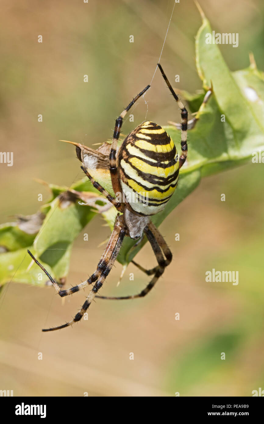Weibliche Wasp Spider ((Argiope Bruennichi) Stockfoto