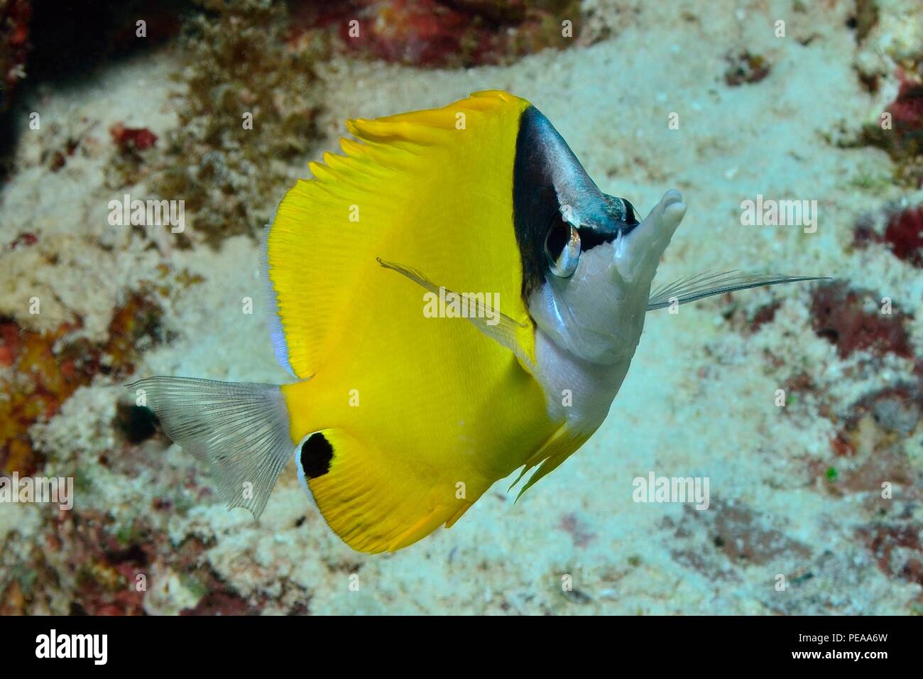 Forcipiger flavissimus, gelber Langnasenbutterfisch, Gelber Masken-Pinzettfisch, Malediven, Indischer Ozean, malediven, Indischer Ozean Stockfoto