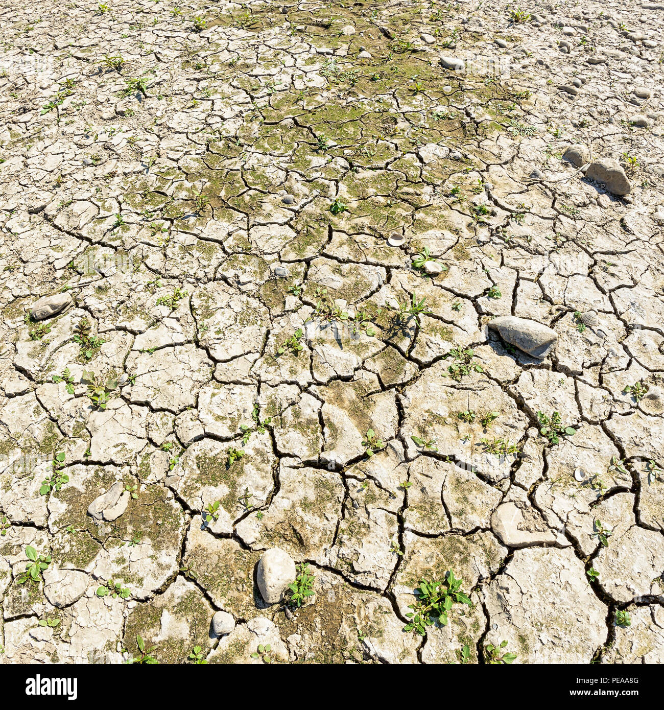 Ausgetrockneten geknackt mit Steinen und Sedimente in den Rhein, durch anhaltende Dürre, Nordrhein-Westfalen, Deutschland, Europa Riverbed Stockfoto