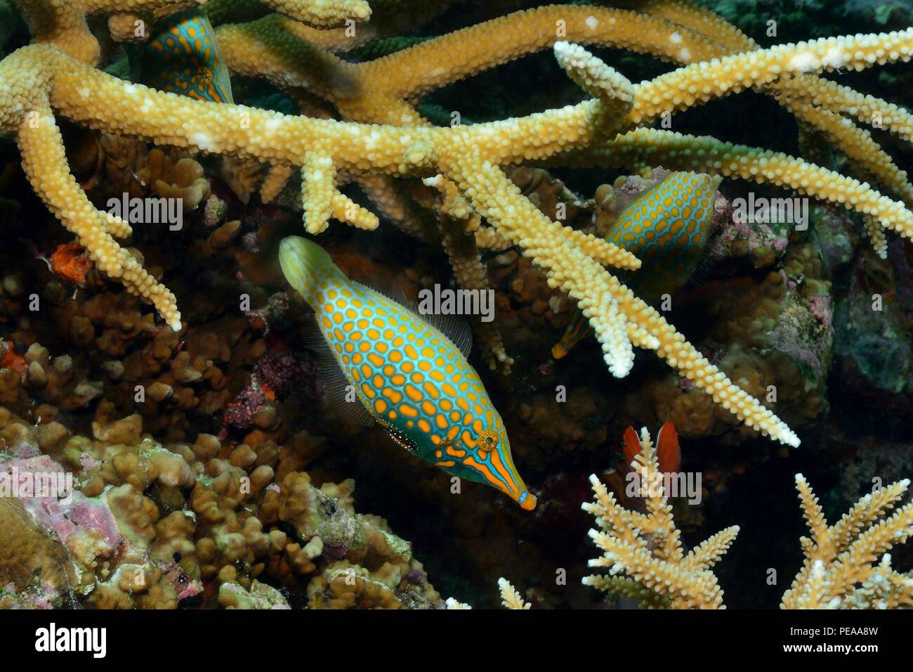 Harlekin-Feilenfisch, Harlequin filefish, Oxymonacanthus longirostris, Malediven, Indischer Ozean, Malediven, Indischer Ozean Stockfoto