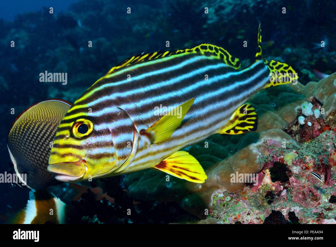 Plectorhynchus vittatus (orientalis), Indischer Ozean orientalische Süßlippe, Orientalische Süßlippe, Malediven, Indischer Ozean, malediven, Indischer Ozean Stockfoto