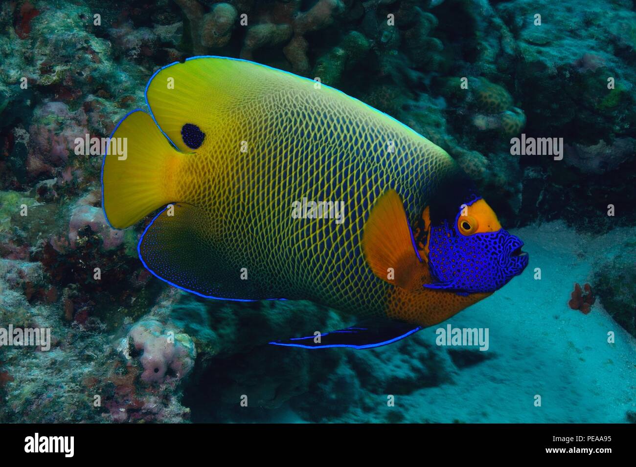 Blaukopf-Kaiserfisch, blueface angelfish, yellowface angelfish, Pomacanthus xanthometopon, Malediven, Indischer Ozean, Malediven, Indischer Ozean Stockfoto