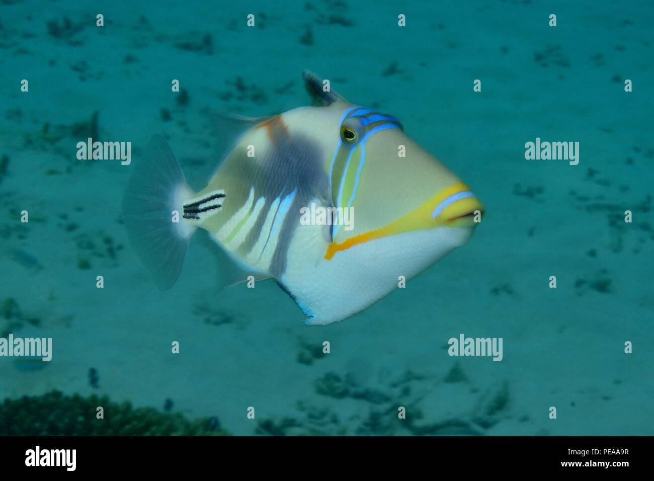 Picasso Trigger Fisch Fotos Und Bildmaterial In Hoher Aufl sung Alamy picasso-trigger-fisch-fotos-und-bildmaterial-in-hoher-aufl-sung-alamy