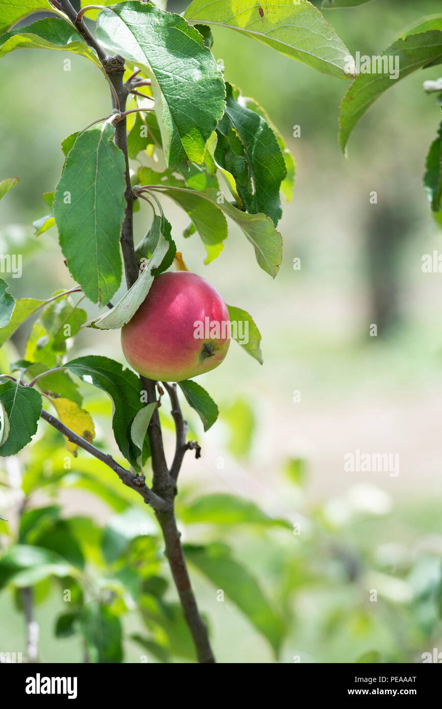 Malus Domestica" harling Held. Äpfel auf dem Baum im August. Großbritannien Stockfoto