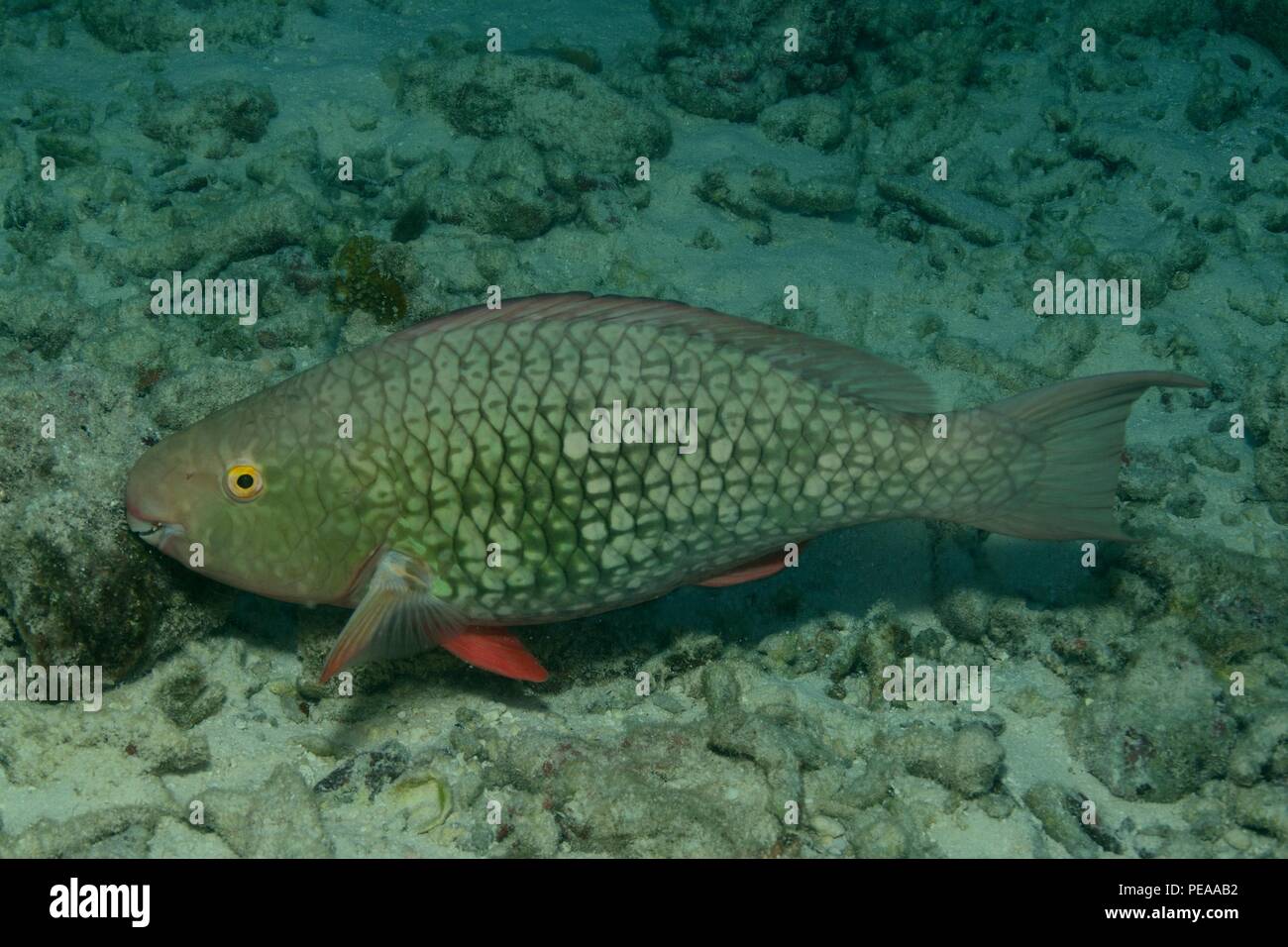 Nasenhöcker-Papageifisch, Weibchen, ember Papageienfische, weiblich, Scarus rubroviolaceus, Malediven, Indischer Ozean, Malediven, Indischer Ozean Stockfoto