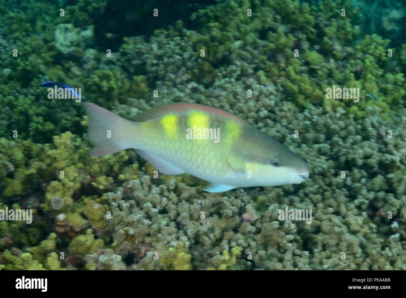 Fivesaddle Fünfsattel-Papageifisch, Weibchen, Papageienfische, weiblich, Scarus scaber, Malediven, Indischer Ozean, Malediven, Indischer Ozean Stockfoto
