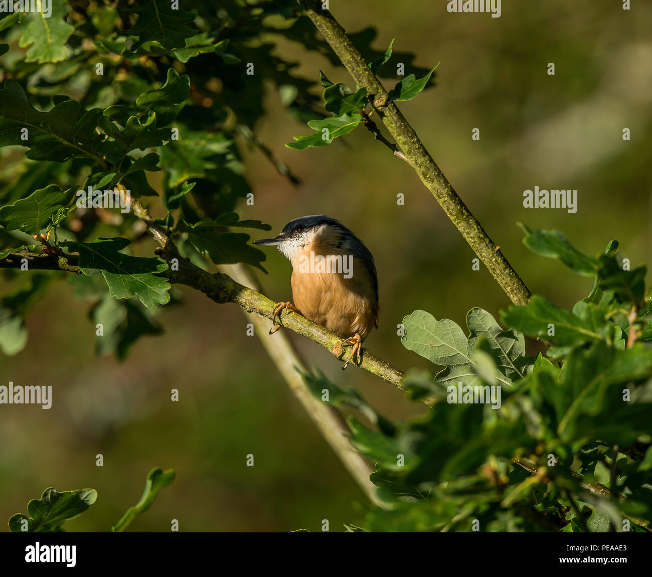 Kleiber Stockfoto