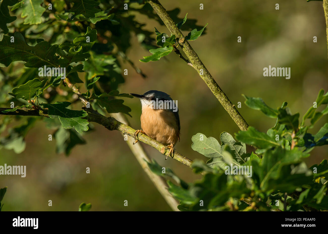 Kleiber Stockfoto